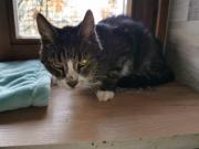 Fundtier Tier-ID 34396