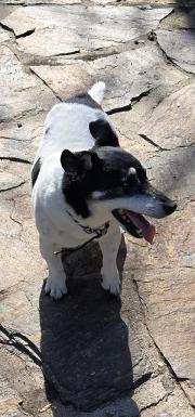 Fundtier Tier-ID 35868