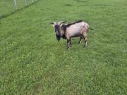 Fundtier Tier-ID 36199