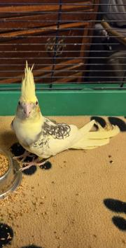 Fundtier Tier-ID 38458