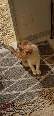 Fundtier Tier-ID 39176