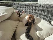 Fundtier Tier-ID 39685