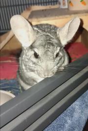 Fundtier Tier-ID 39466