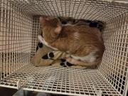 Fundtier Tier-ID 39470