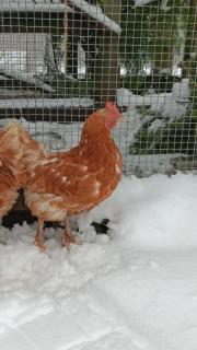 Fundtier Tier-ID 39824