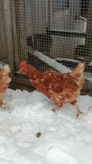 Fundtier Tier-ID 39874