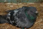 Fundtier Tier-ID 7932