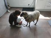 Fundtier Tier-ID 23799