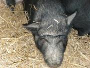 Fundtier Tier-ID 23804