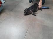 Fundtier Tier-ID 23802