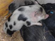 Fundtier Tier-ID 23800