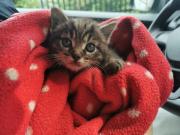 Fundtier Tier-ID 28779