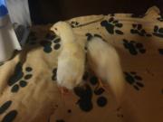 Fundtier Tier-ID 29053