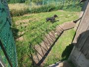 Fundtier Tier-ID 29129