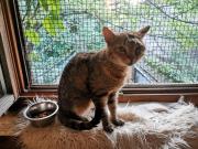 Fundtier Tier-ID 29173