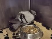 Fundtier Tier-ID 29572