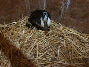 Fundtier Tier-ID 29815