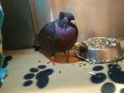 Fundtier Tier-ID 30118