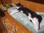 Fundtier Tier-ID 30119