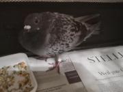 Fundtier Tier-ID 30253