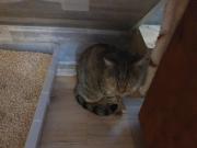 Fundtier Tier-ID 30953