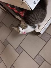 Fundtier Tier-ID 30983