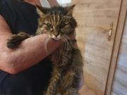 Fundtier Tier-ID 28719