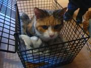 Fundtier Tier-ID 31165