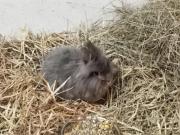 Fundtier Tier-ID 31213