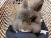 Fundtier Tier-ID 31217