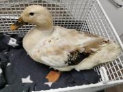 Fundtier Tier-ID 31334