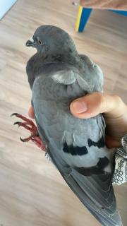 Fundtier Tier-ID 33548