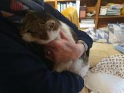 Fundtier Tier-ID 32085