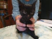 Fundtier Tier-ID 32757