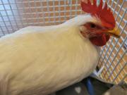 Fundtier Tier-ID 32847