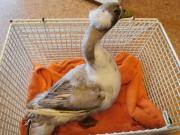 Fundtier Tier-ID 32997