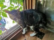 Fundtier Tier-ID 33174