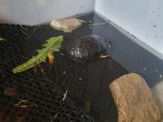 Fundtier Tier-ID 33175