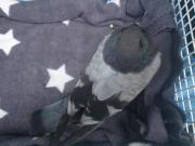 Fundtier Tier-ID 34096