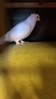 Fundtier Tier-ID 34038