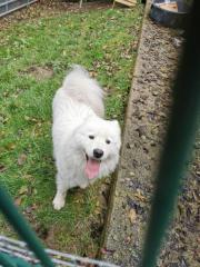 Fundtier Tier-ID 34205