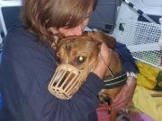 Fundtier Tier-ID 34394