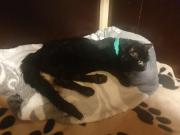 Fundtier Tier-ID 34580