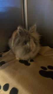 Fundtier Tier-ID 34871