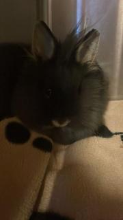 Fundtier Tier-ID 34870