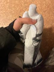 Fundtier Tier-ID 34963