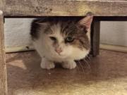 Fundtier Tier-ID 35089