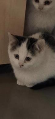 Fundtier Tier-ID 38829