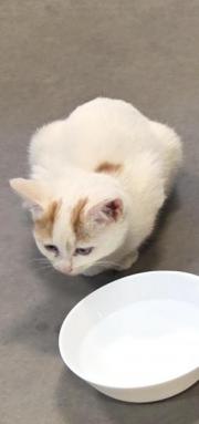 Fundtier Tier-ID 38830