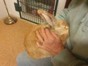 Fundtier Tier-ID 35600